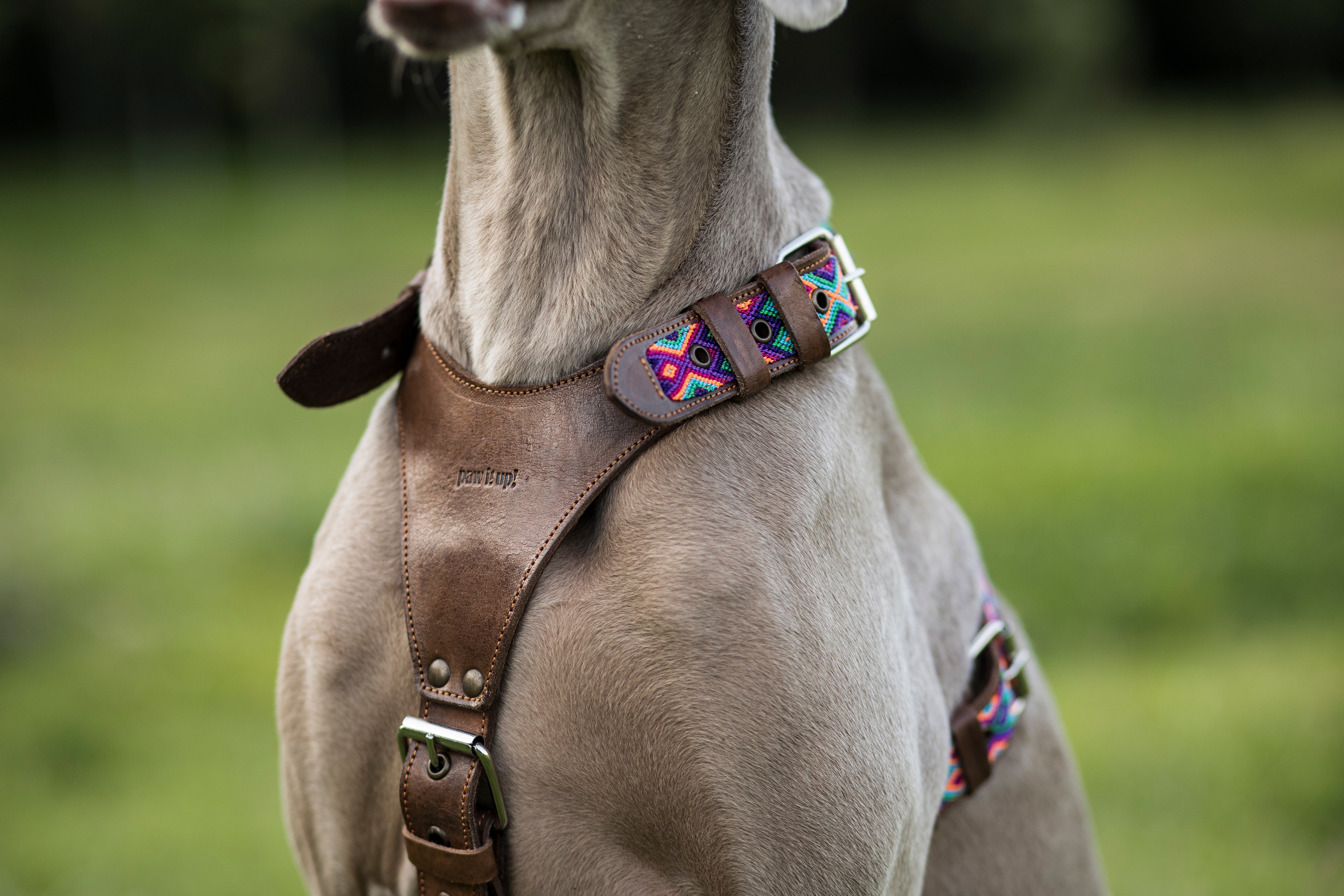 Harnesses