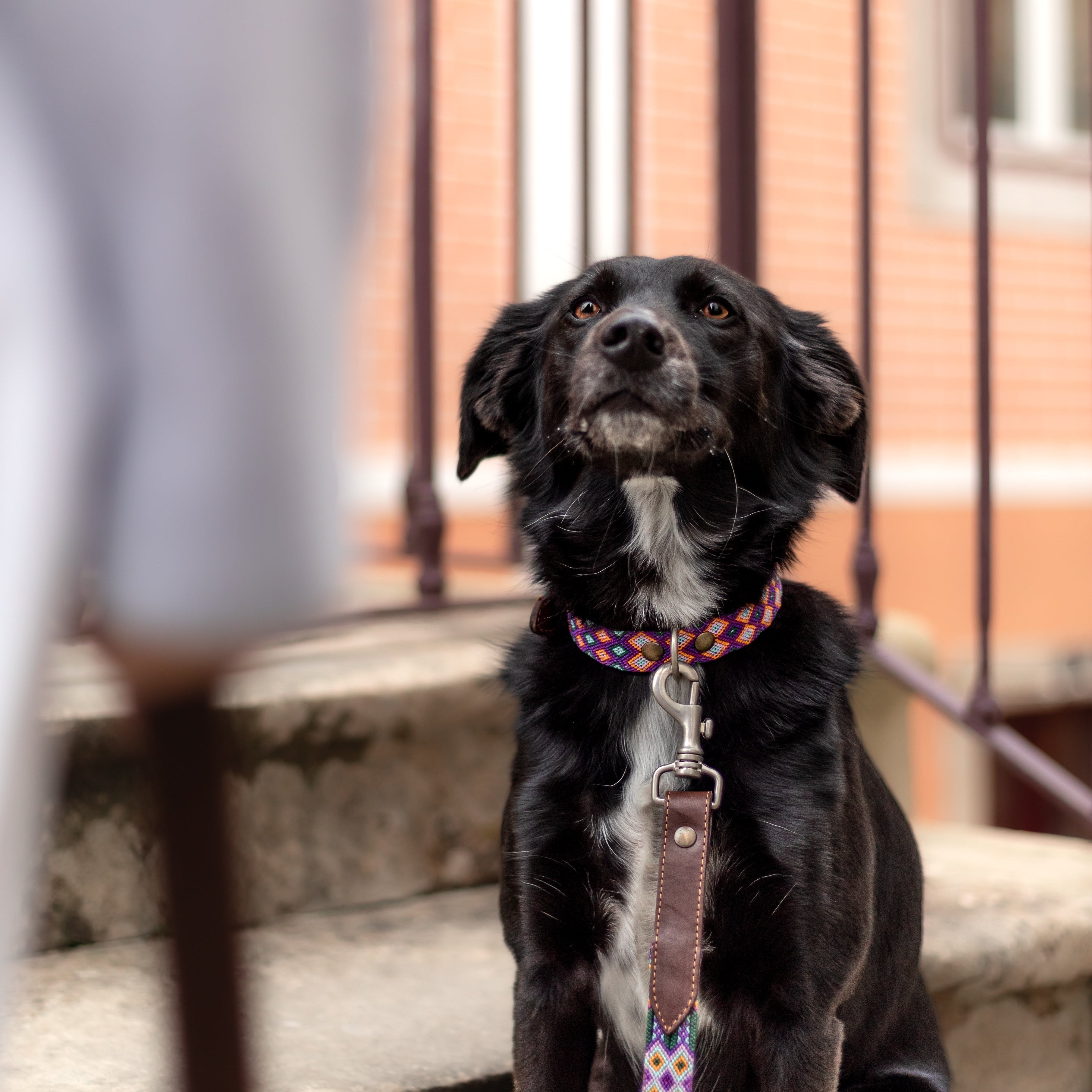 Dog wearing the Huatulco handmade leather full embroidery collar with Mexican handwoven macramé.