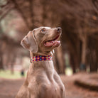 Dog wearing the Huatulco handmade leather half embroidery collar with Mexican handwoven macramé.
