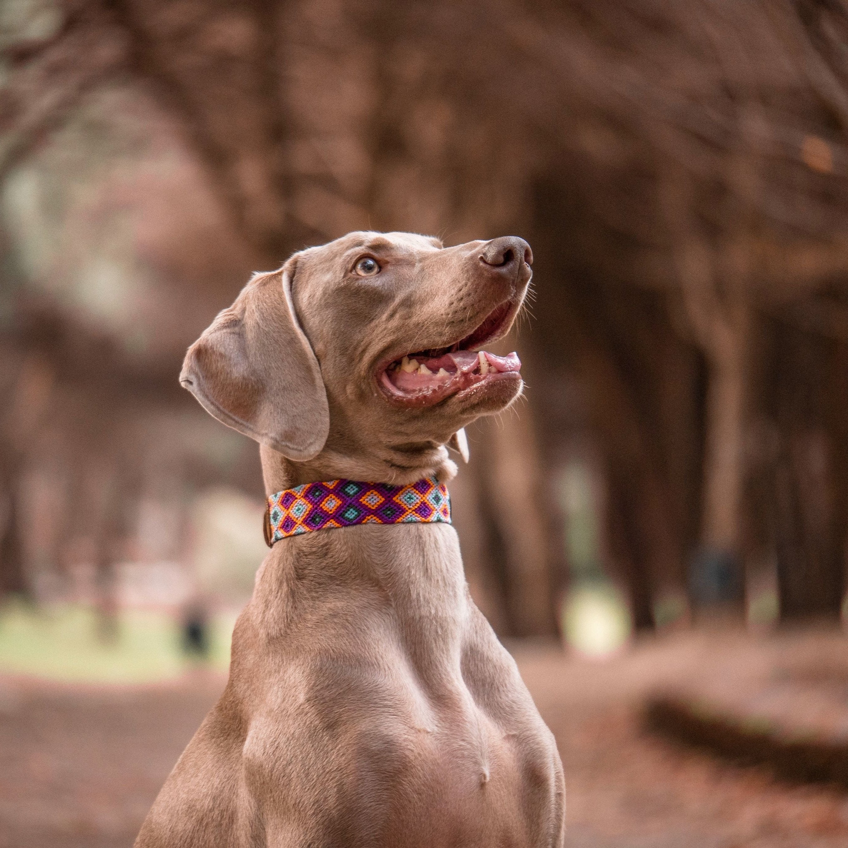Dog wearing the Huatulco handmade leather half embroidery collar with Mexican handwoven macramé.