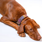 Dog wearing the Huatulco handmade leather full embroidery collar with Mexican handwoven macramé.