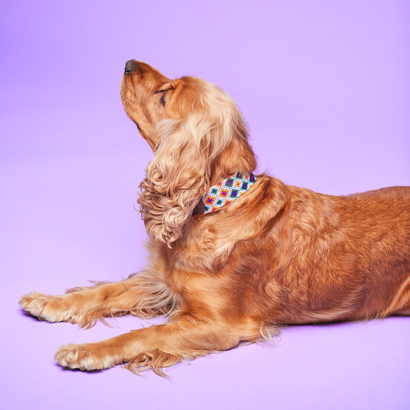 Dog wearing the Huatulco handmade leather half embroidery collar with Mexican handwoven macramé.