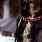 Premium Italian vegetable-tanned leather full embroidery dog collar featuring handwoven macramé by Mexican artisans and sturdy buckle detail.
